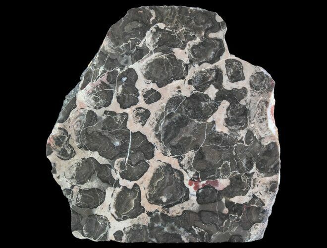 Polished Linella Avis Stromatolite - Million Years #92655